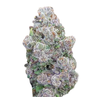 Mimosa Gusher Limited Edition