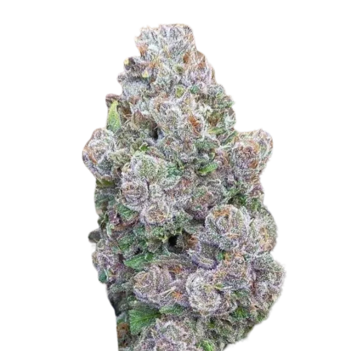 Mimosa Gusher Limited Edition