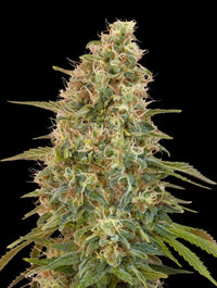 Auto Zkittlez