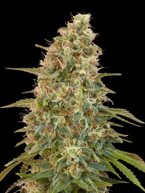 Auto Zkittlez