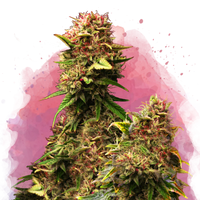 Granddaddy Purple femminizzata