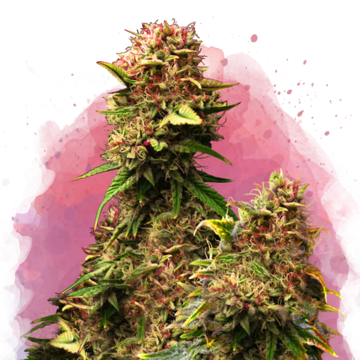 Granddaddy Purple femminizzata