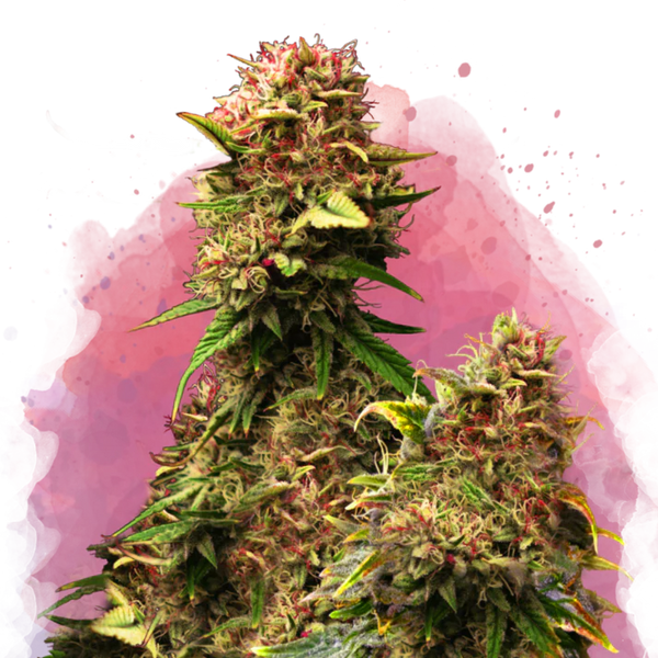 Granddaddy Purple femminizzata