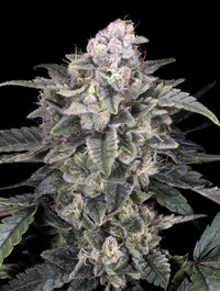 Slurricane