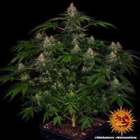 Shiskaberry Strain