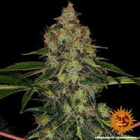 Shiskaberry Strain