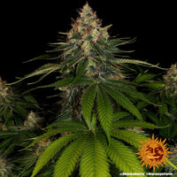 Shiskaberry Strain