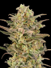 Somango Glue