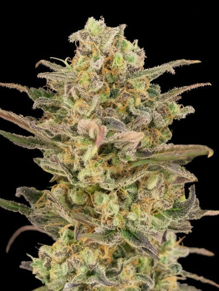 Somango Glue