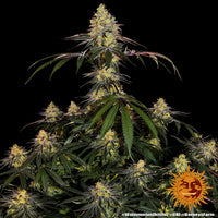 Watermelon Zkittlez Strain