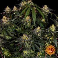 Watermelon Zkittlez Strain