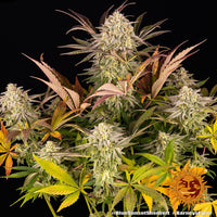 Blue Sunset Sherbert Strain