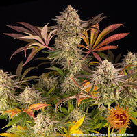 Blue Sunset Sherbert Strain