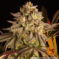 Blue Sunset Sherbert Strain