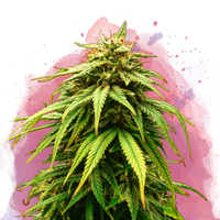 Green Crack femminizzata