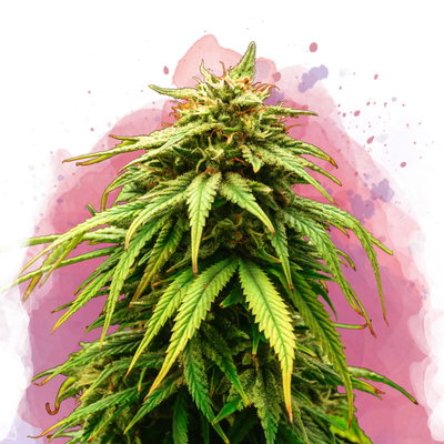 Green Crack femminizzata