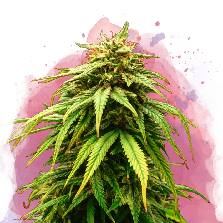 Green Crack femminizzata