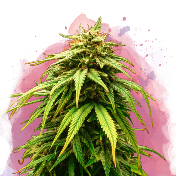 Green Crack femminizzata
