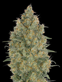 Strawberry Gum