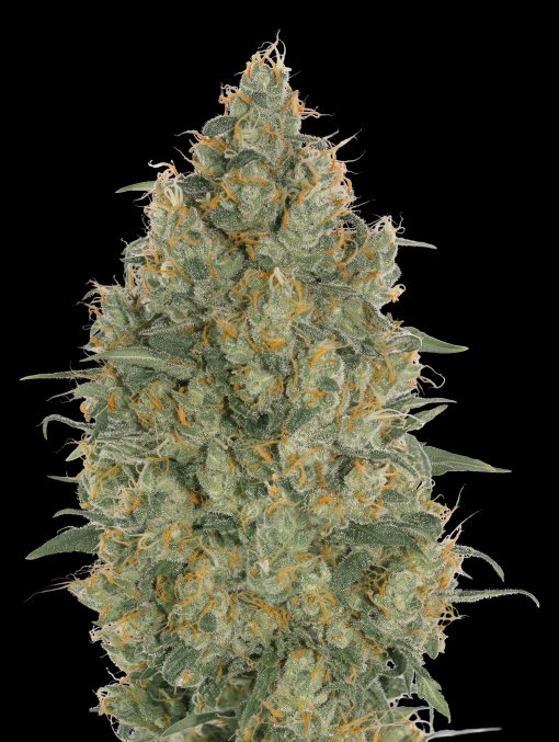 Strawberry Gum