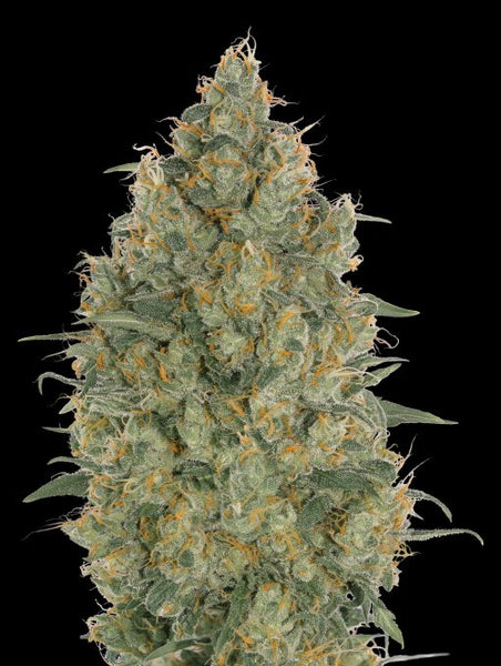 Strawberry Gum