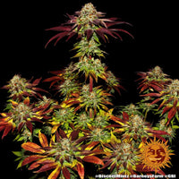 Biscotti Mintz Strain