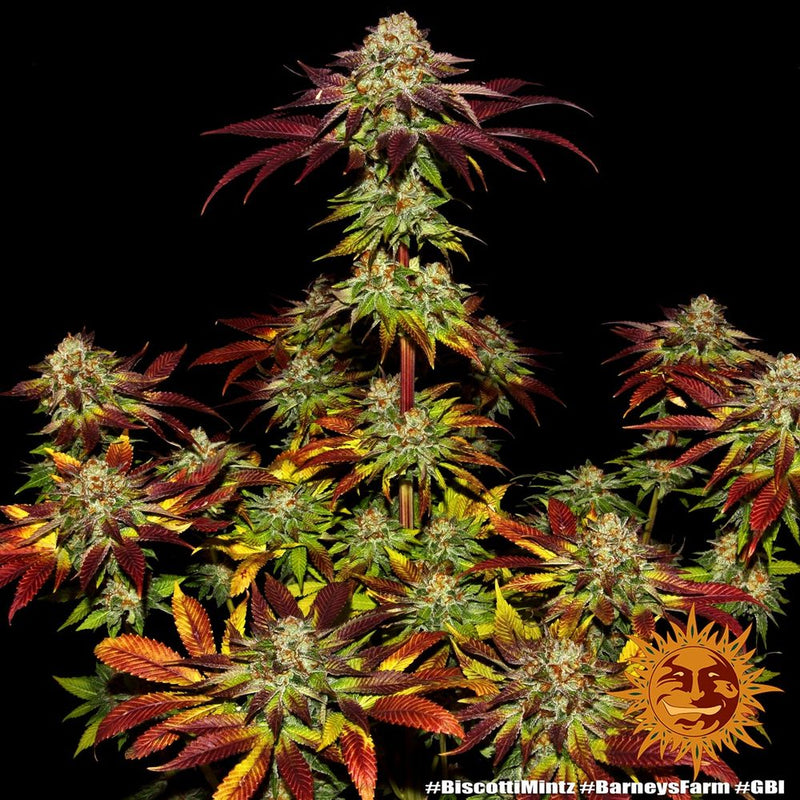 Biscotti Mintz Strain