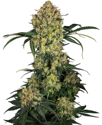 Semi di Aloha OG Femminizzati