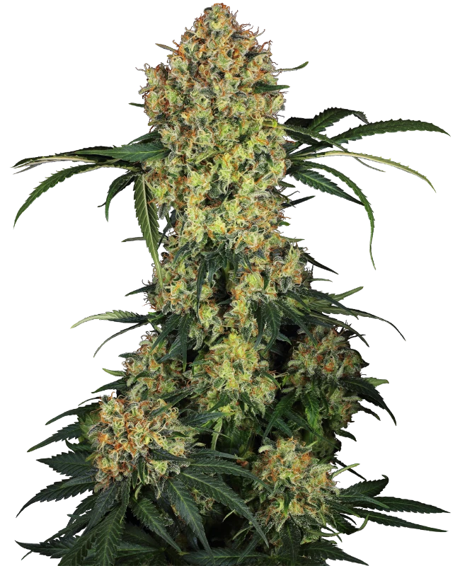 Semi di Aloha OG Femminizzati