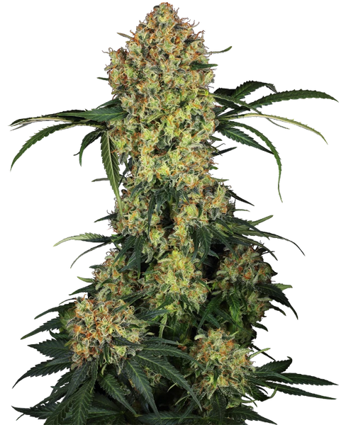 Semi di Aloha OG Femminizzati