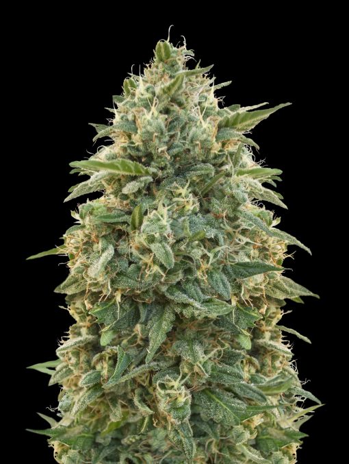 Amnesia