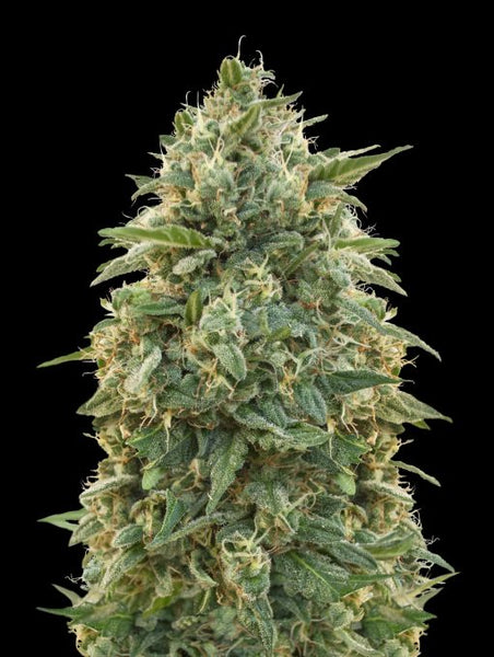 Amnesia