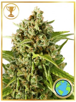 MR. MOTHER EARTH®