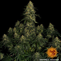 Blue Gelato 41 Strain