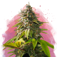 Amnesia Haze femminizzata