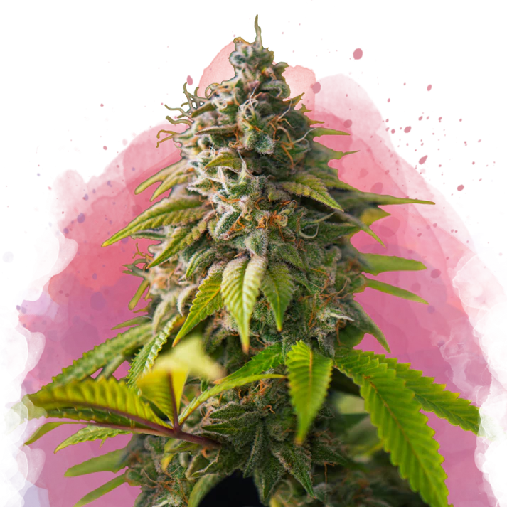 Amnesia Haze femminizzata