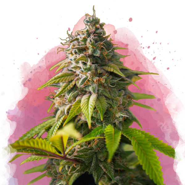 Amnesia Haze femminizzata