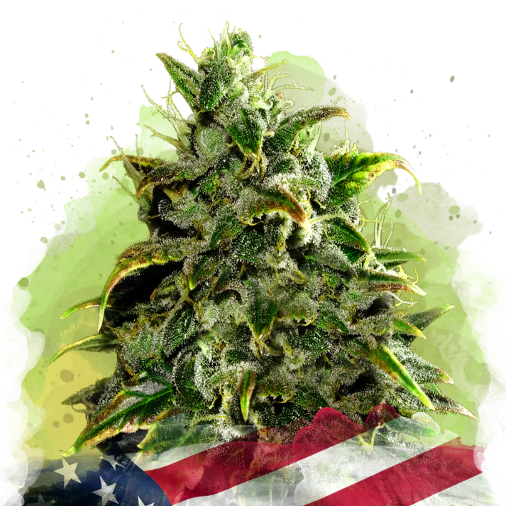 Blue Dream Autofiorente