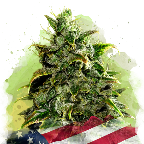 Blue Dream Autofiorente