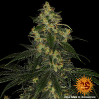 Blue Gelato 41 Strain