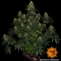 Blue Gelato 41 Strain
