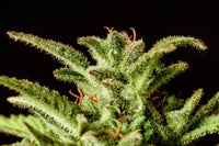 Break-up Cake Auto