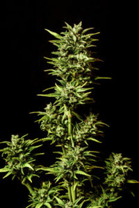 Break-up Cake Auto