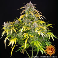 LSD Auto Strain