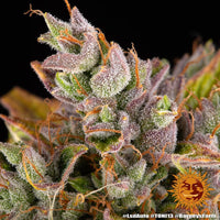 LSD Auto Strain