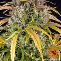 LSD Auto Strain