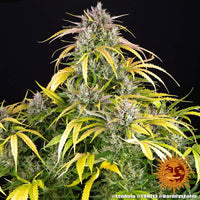 LSD Auto Strain