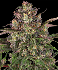 Peyote Critical Strain