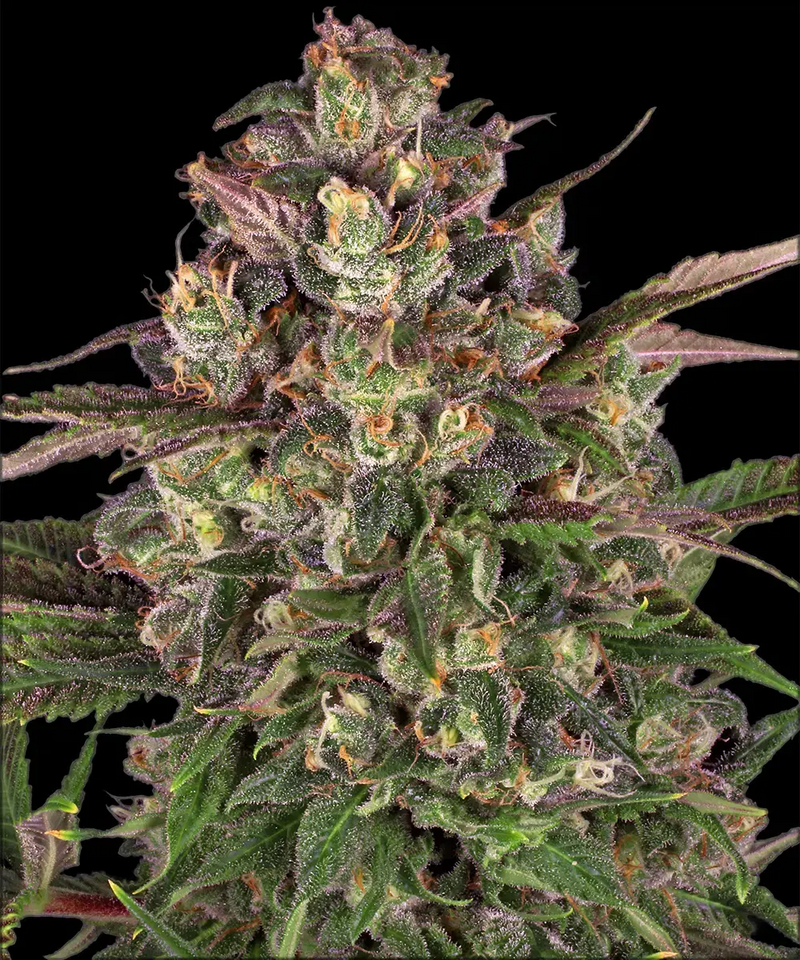 Peyote Critical Strain