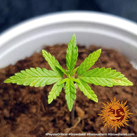 Peyote Critical Strain